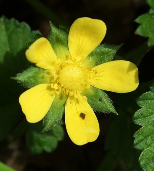 fleur
