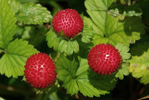 fruit