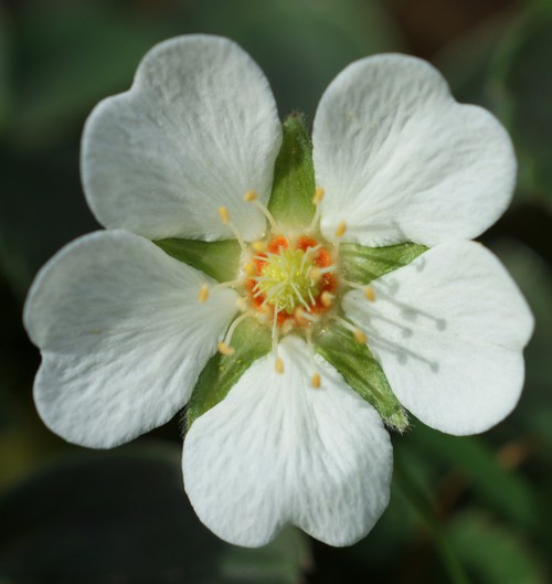 fleur