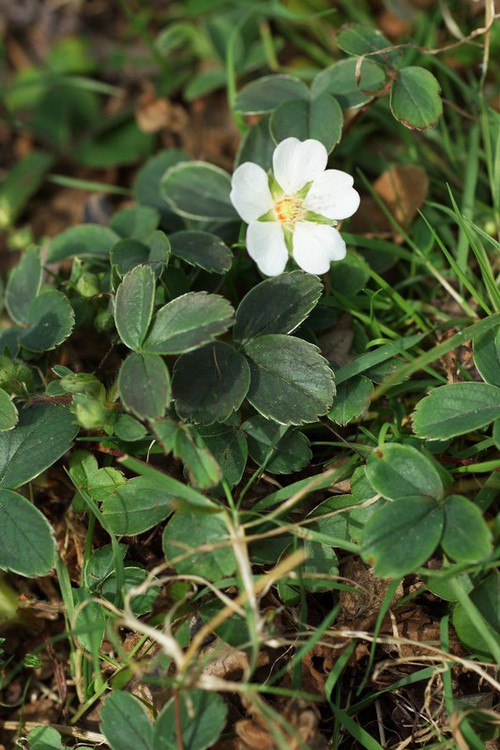 Plante entière