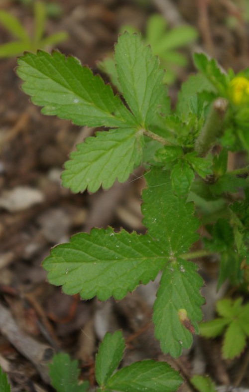 feuille