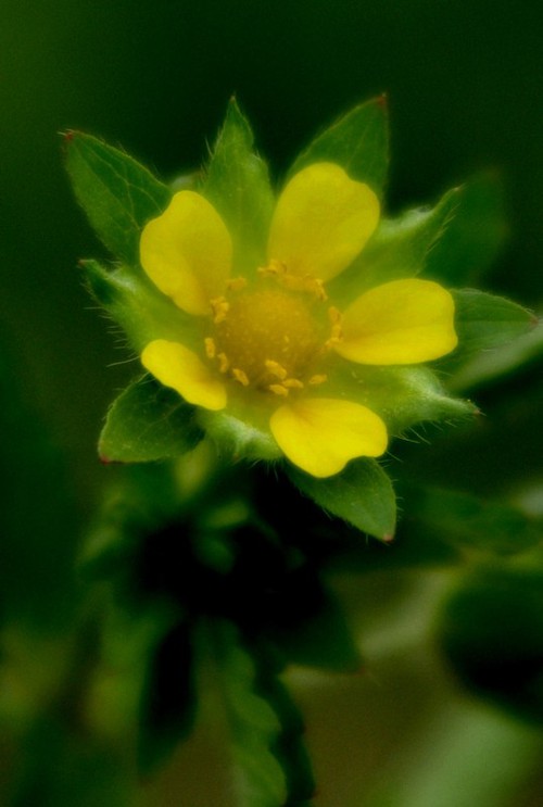 fleur