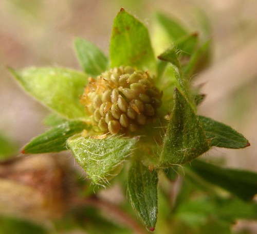 fruit