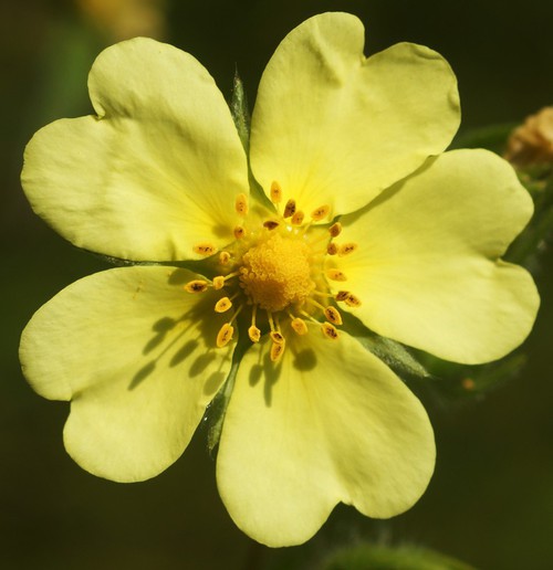 détail fleur