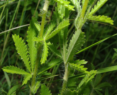 feuille