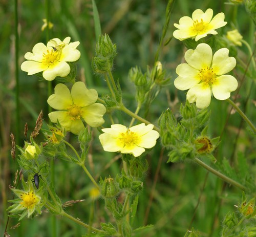 fleur