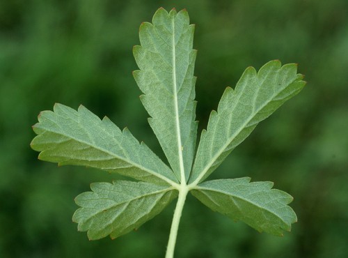 détail feuille