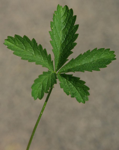 feuille