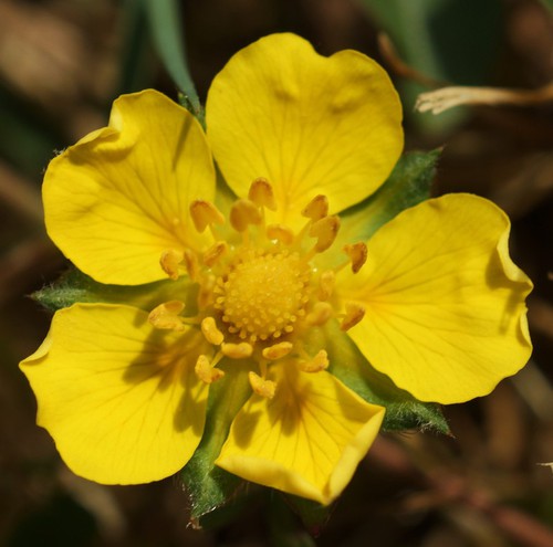 fleur