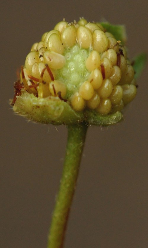 fruit