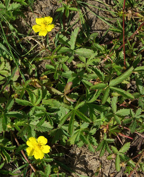 Plante entière