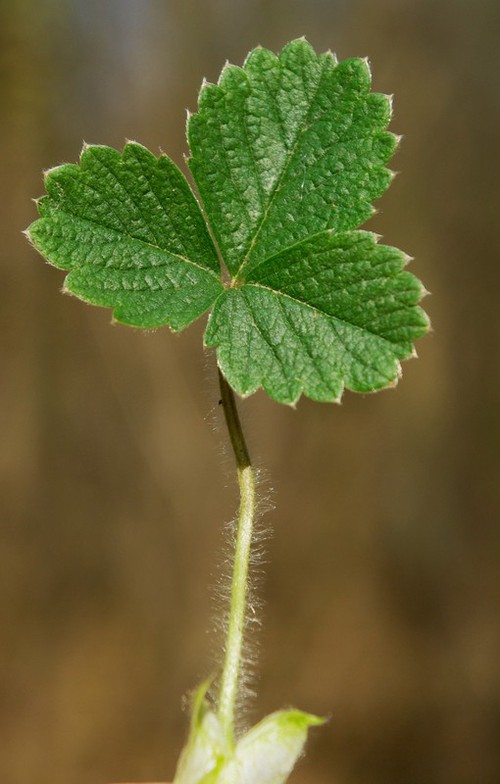feuille
