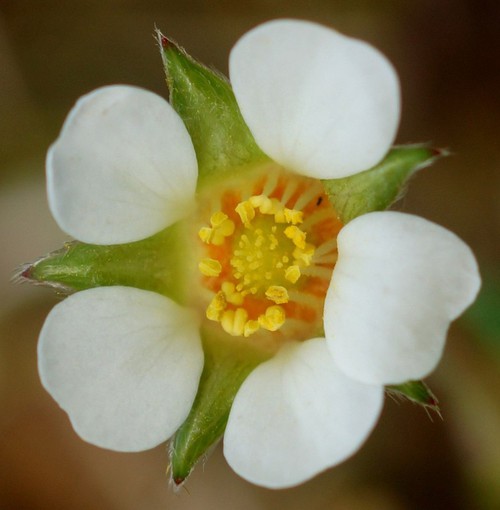 fleur