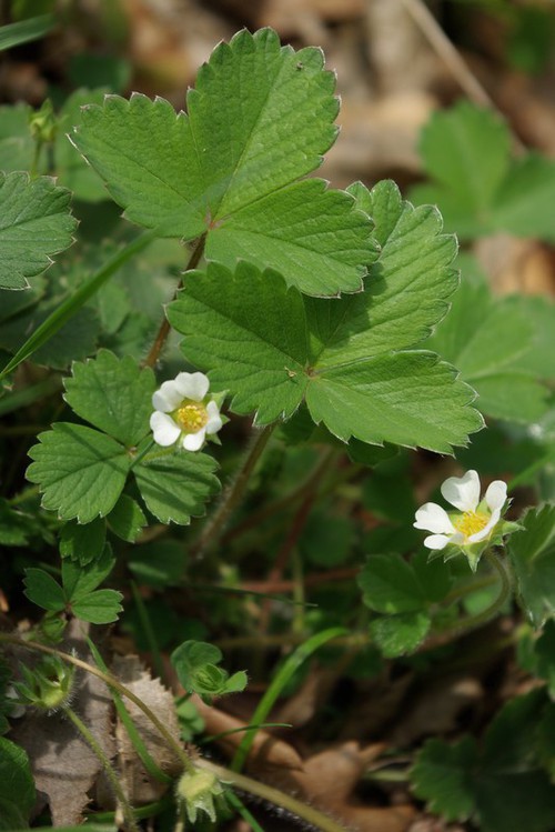 Plante entière