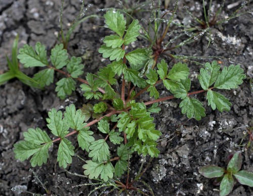 feuille