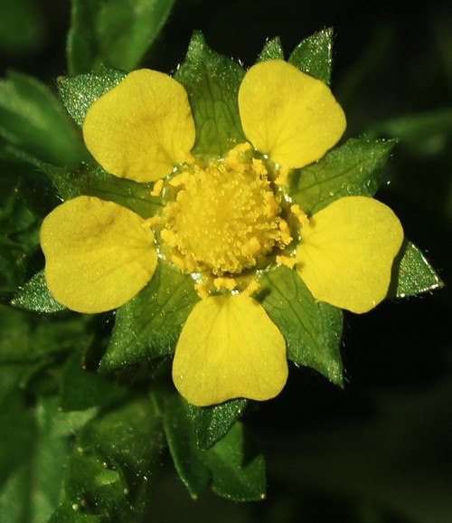 fleur