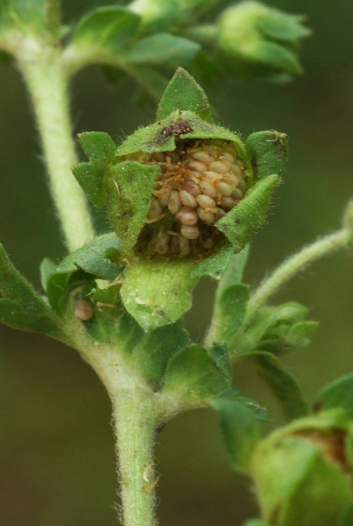 fruit