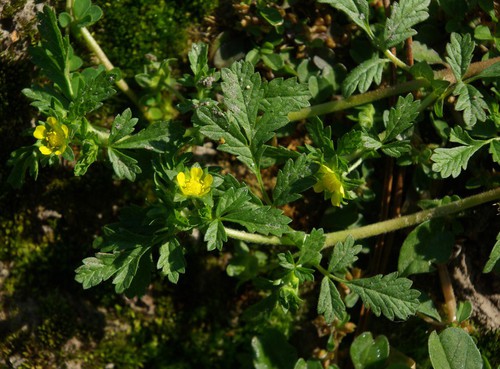 Plante entière