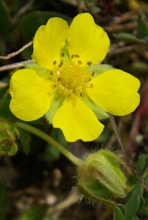 détail fleur