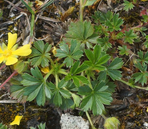 feuille