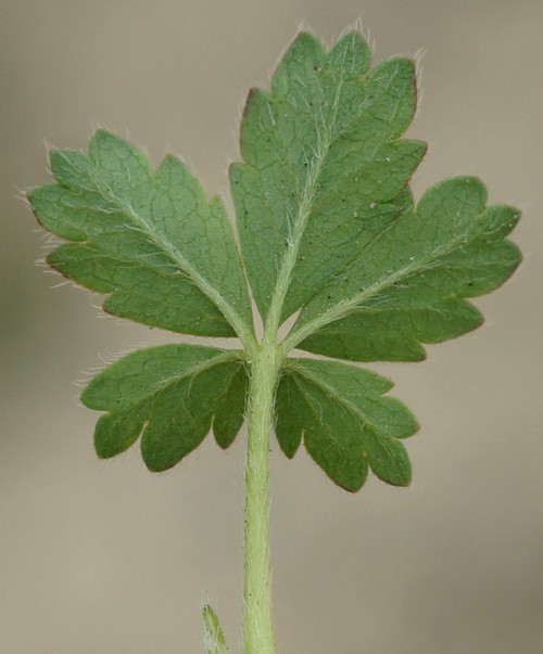 revers feuille