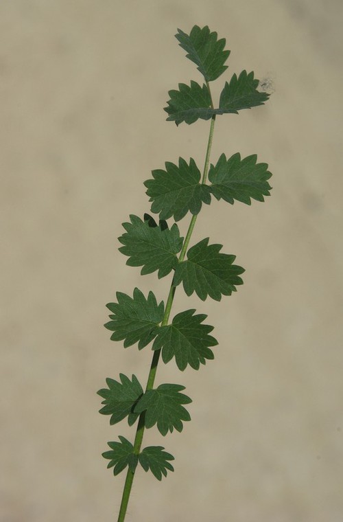 détail feuille