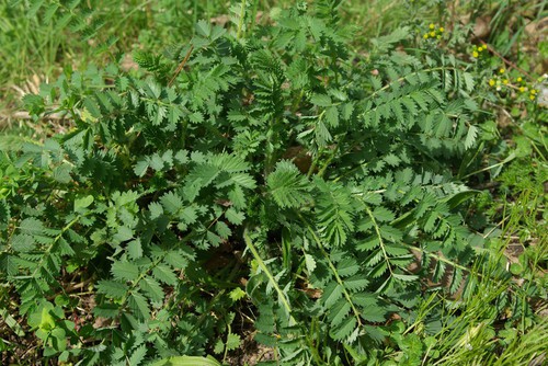 feuille