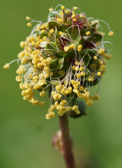 inflorescence