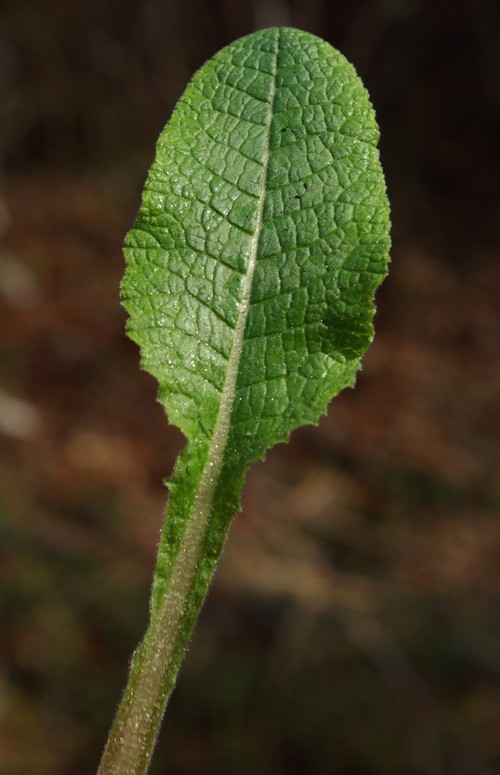 feuille