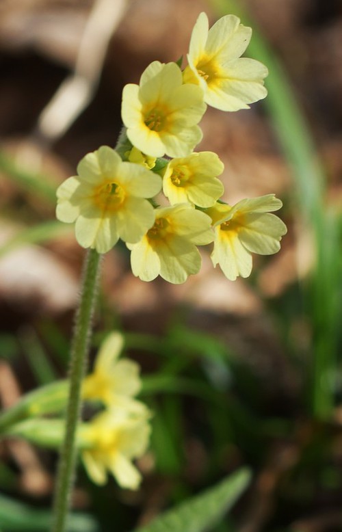 inflorescence