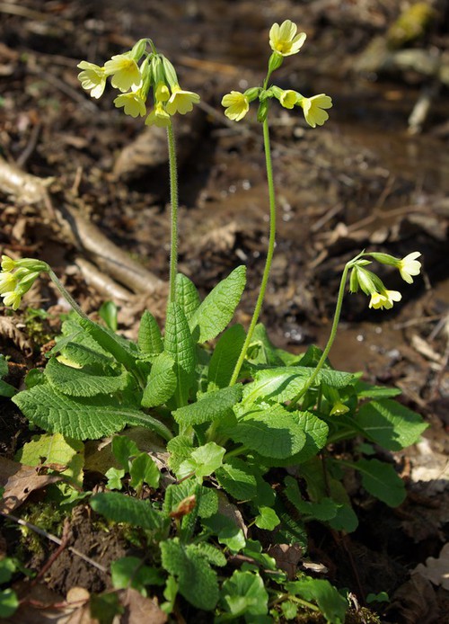 Plante entière