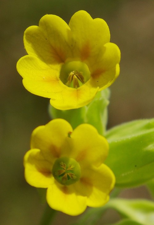 détail fleur