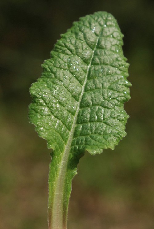 feuille