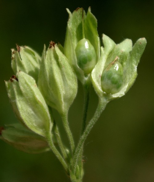 fruit