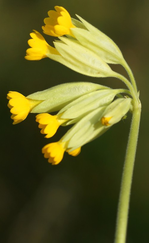 inflorescence