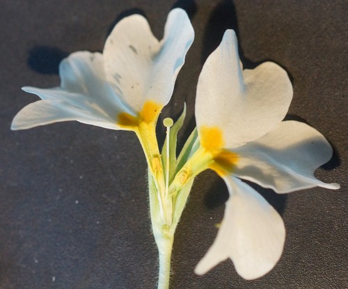 coupe fleur