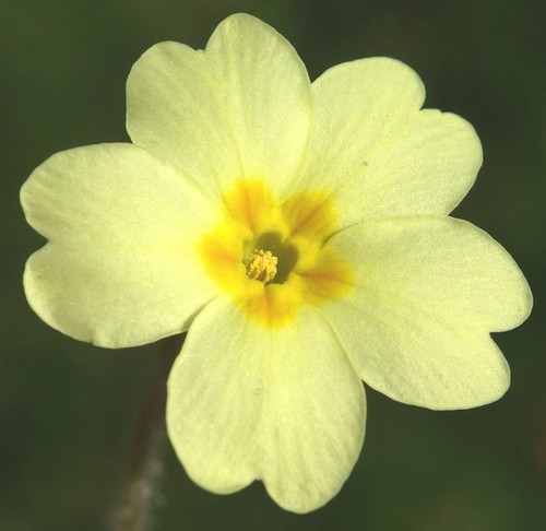 détail fleur