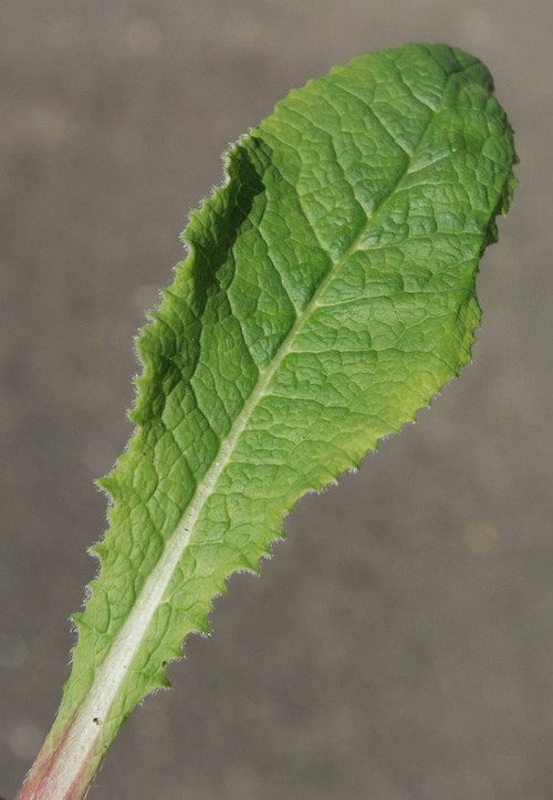 feuille