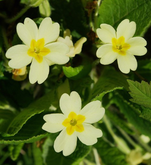 fleur
