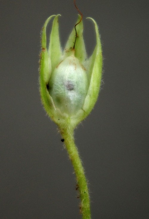 fruit