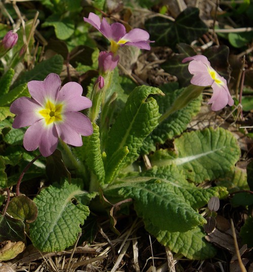 Plante entière