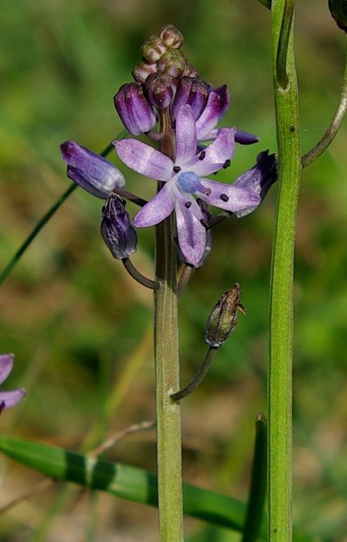 détail fleur
