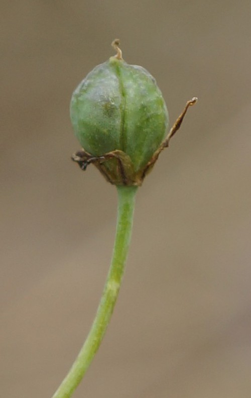détail fruit