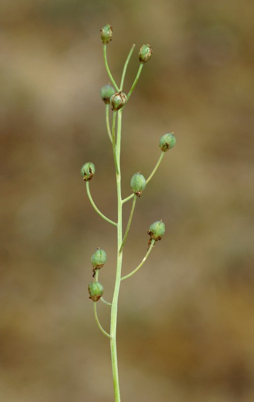 fruit