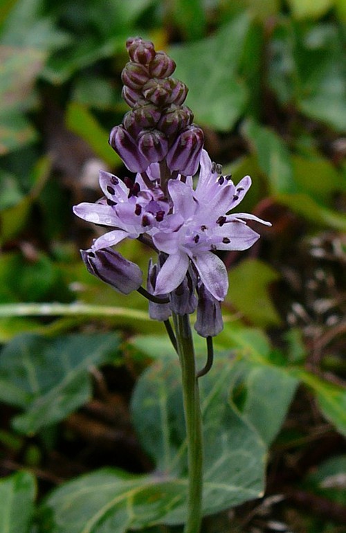 inflorescence