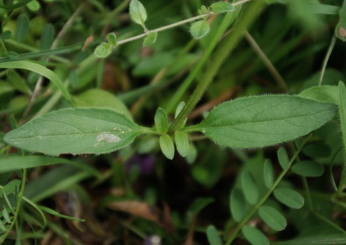 feuille