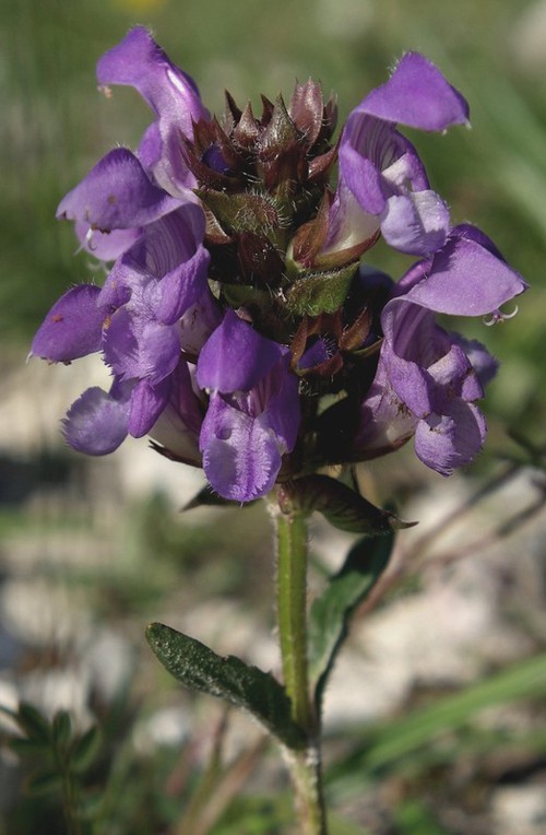 inflorescence