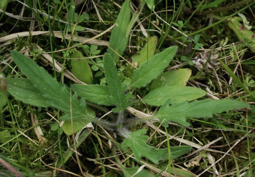 feuille