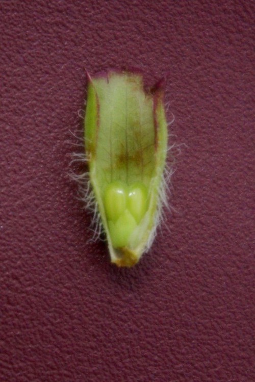 fruit