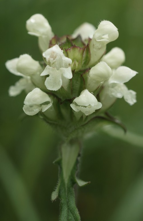 inflorescence